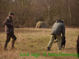 Hundetræning forår 2017
